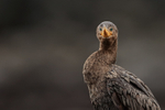 Neotropic Cormorant head-on portrait, Chile
