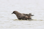 Brown Skua bathing, Sea Lion Island, Falklands