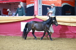 SBM_15992