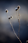 Winter plants_ FL073