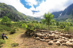 Alpine flock