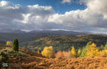 Autumnal light, Gwydyr Forest