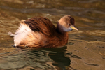 Little Grebe in winter (non-breeding) plumage