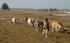 Senegal Fulani Village Fulani herdsman with cattle 2