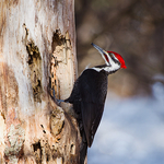 Pileated WoodPecker (Male) Dryocopus pileatus