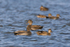 Gadwall (male & female) on the Lagoon