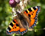 Small Tortoiseshell (01)