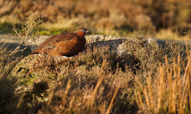 Red Grouse - Stanage Edge - Peak District