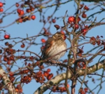 03 Redwing in Crabapple tree