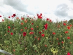 04 Poppies