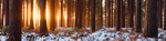Seasons