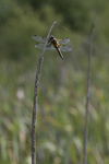 Four spot chaser Dragonfly