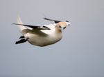 Gannet