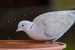Collared Dove drinking from a bird bath