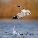 Black-headed Gull (Chroicocephalus ridibundus) portfolio