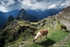Machu Picchu's Ground's Keepers