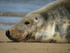 Adult Grey Seal