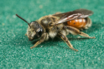 Andrena labiata (f)
