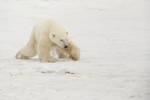 Polar Bear slipping on sea ice, Churchill, Canada