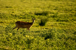 Chinese Water Deer - Carlton Marshes