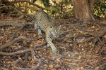 Female Jaguar moves down bank looking for Caiman, Corixo Negro, Brazil