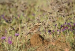 Calandra Lark