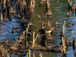 Northern Waterthrush