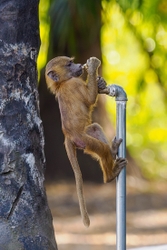 Thirsty baboon