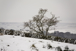 GOATHLAND