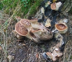 Dryads Saddle