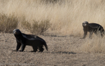Honey badgers
