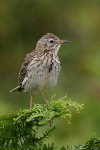 Pipit ?