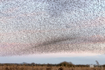Starling Murmurations, Avalon Marshes_GS1099