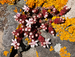 English Stonecrop (01)