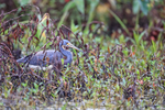 Tricolored Heron looking for food, Harns Marsh, Florida