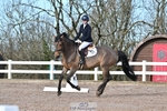 Dressage - CT Class 5 BE95 (90cm) portfolio