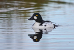 Goldeneye