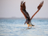 Brown Pelican flaps wings, Sanibel Island, Florida