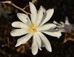 White Star Magnolia