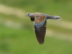 Turtle Dove flying, wings down, Otmoor RSPB