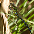 Aeshna cyanea