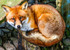 fox vulpes vulpes-2022