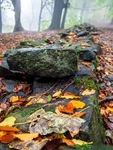 Wilsons Woods