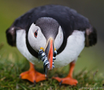 Puffin (Fratercula arctica) Portrait
