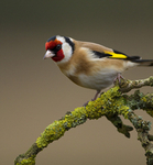 GOLDFINCH REF GOLD 2