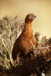 Red Grouse (2)