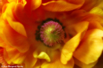 Flowers 16 - 13