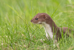 Stoat - Mustela erminea