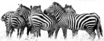 Zebra Group