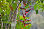 Bird of paradise